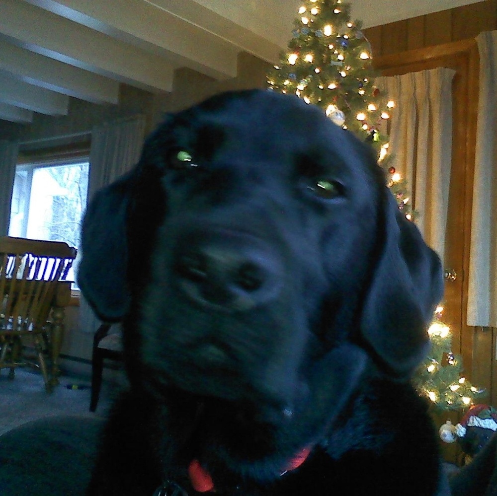 Meet your Posher, Darby